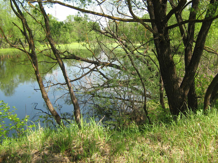 тишина - пейзаж, озеро, вода - оригинал