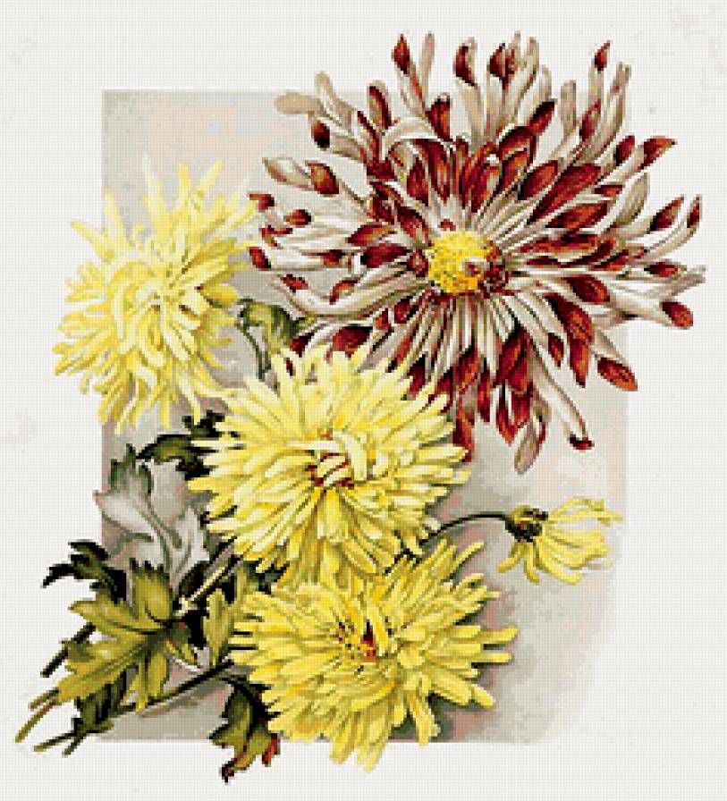 Букет хризантем - хризантемы - предпросмотр