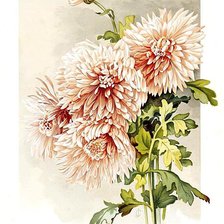 Схема вышивки «Букет хризантем»