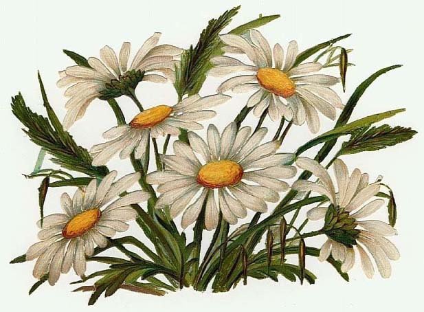 ромашки - оригинал