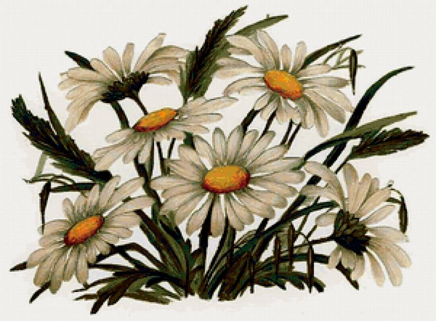 ромашки - предпросмотр