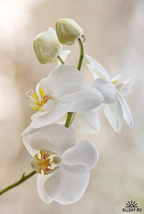 орхидея - оригинал