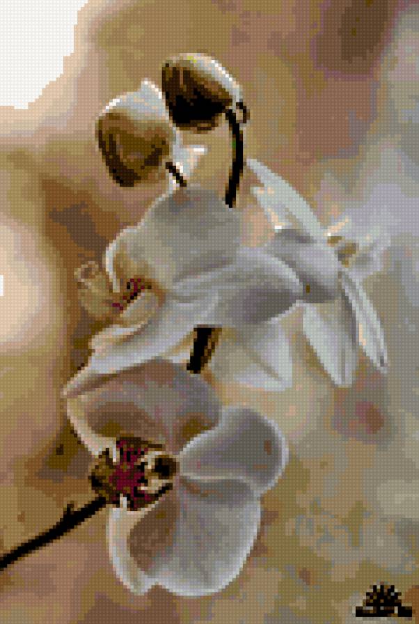 орхидея - предпросмотр