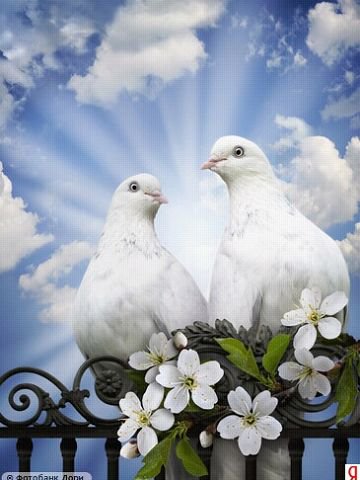 Любовь и голуби - голуби, красота, любовь - оригинал