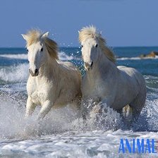море и лошади