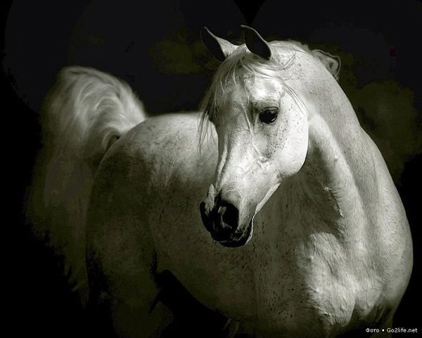 белая лошадь - лошади - оригинал