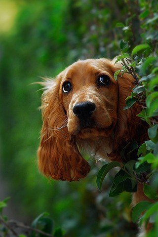 Собачка - собака, животные - оригинал