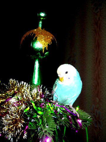 попугайчик - птицы - оригинал