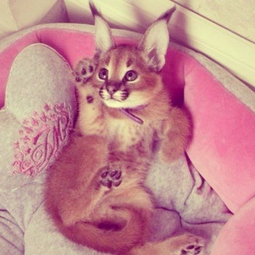 Милашка - кот, животные - оригинал