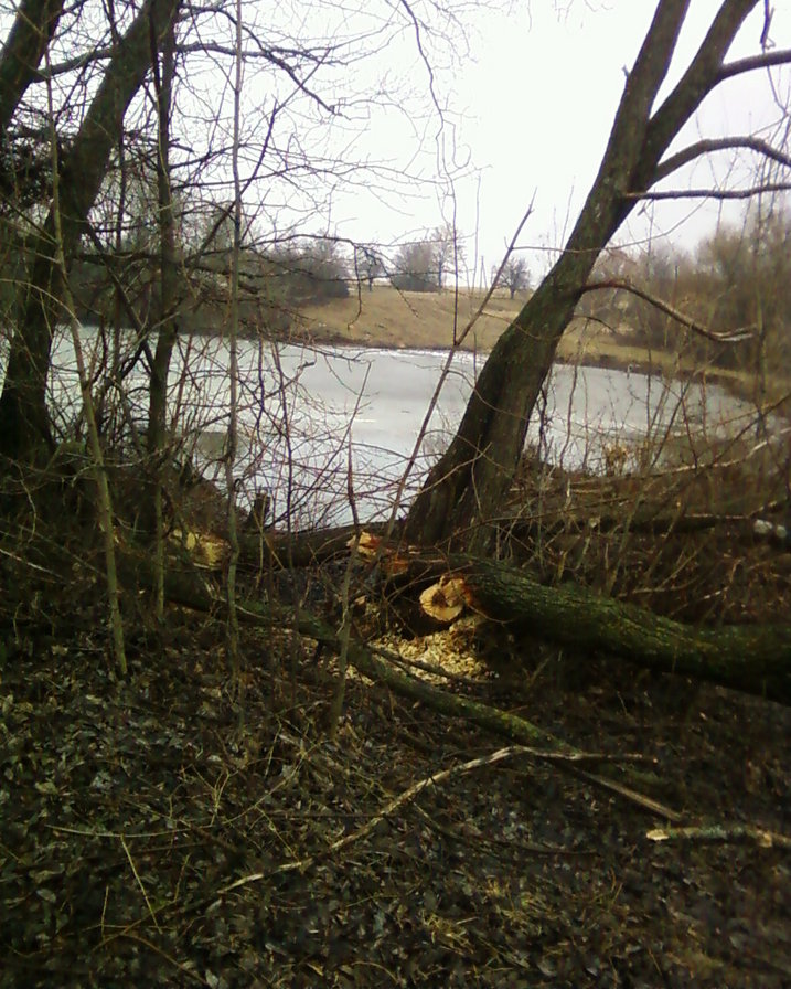 пруд - вода, природа - оригинал