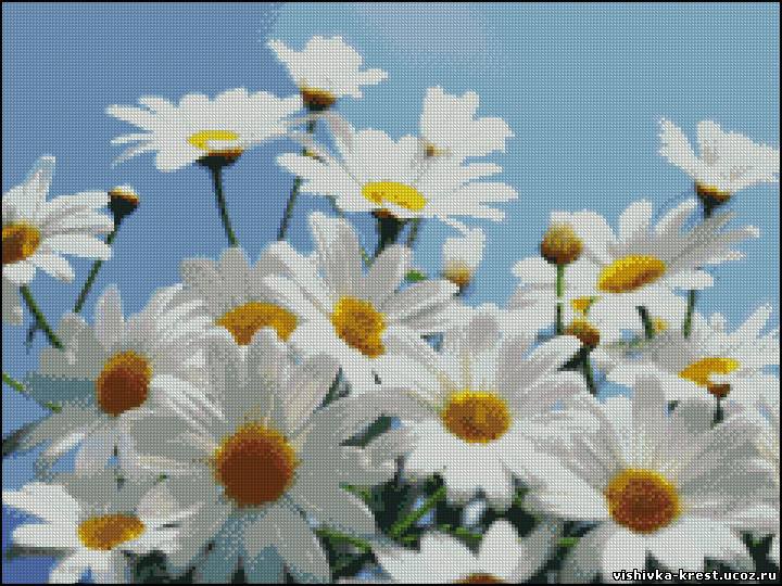 ромашки - цветы - оригинал