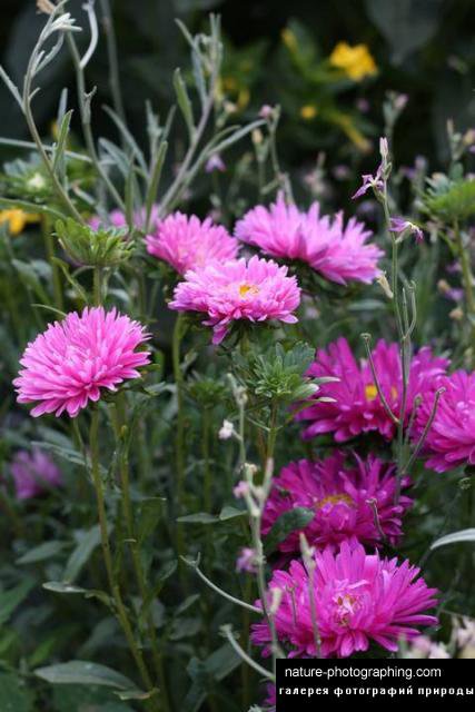 астры - цветы - оригинал