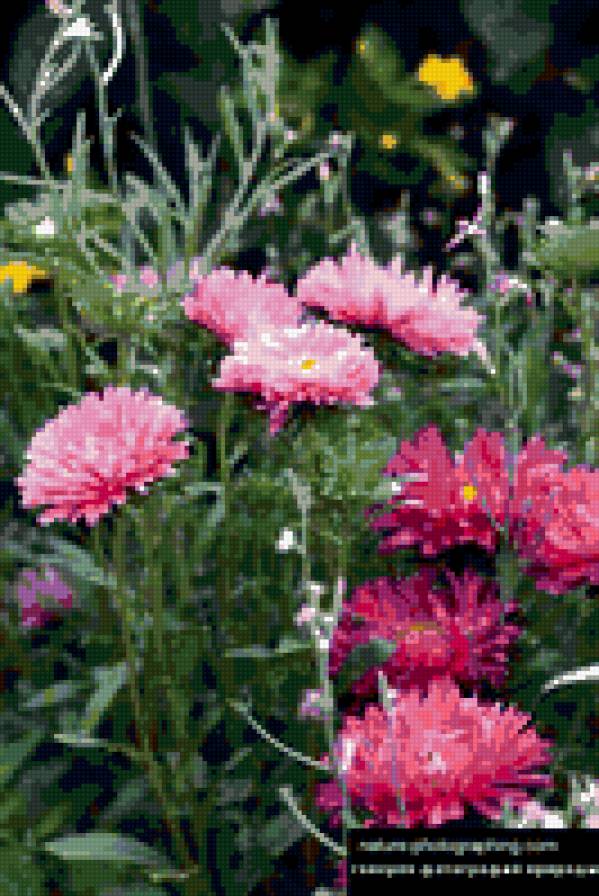 астры - цветы - предпросмотр