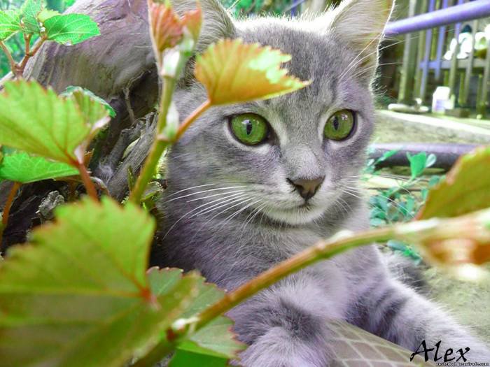 кошка - животные - оригинал