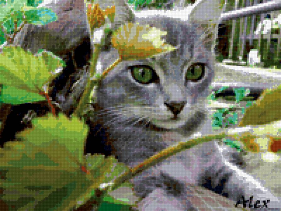 кошка - животные - предпросмотр