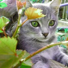 Схема вышивки «кошка»