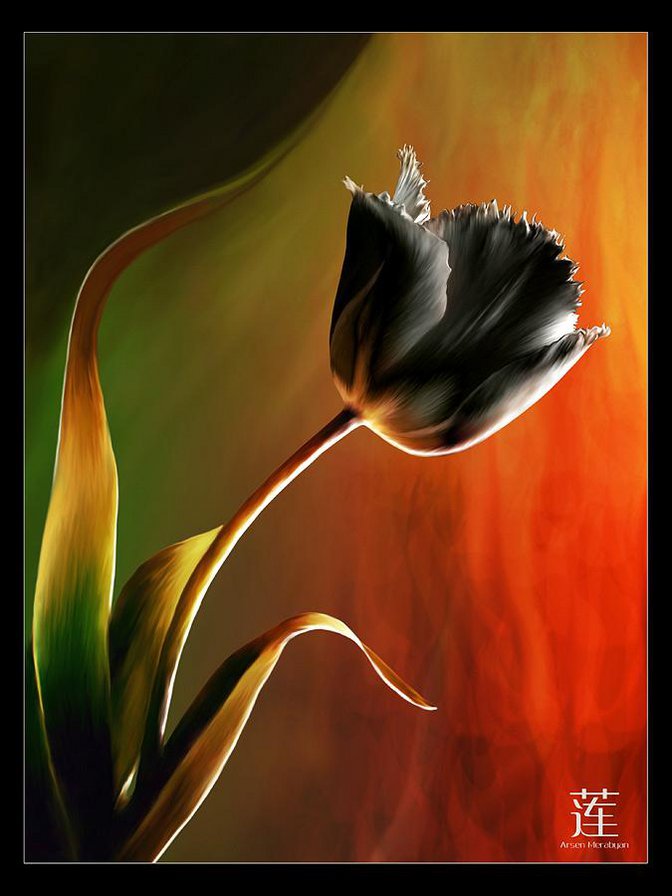 тюльпан - цветок, цветы, тюльпаны - оригинал