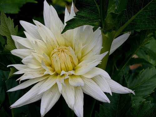 георгин - георгины, цветы - оригинал