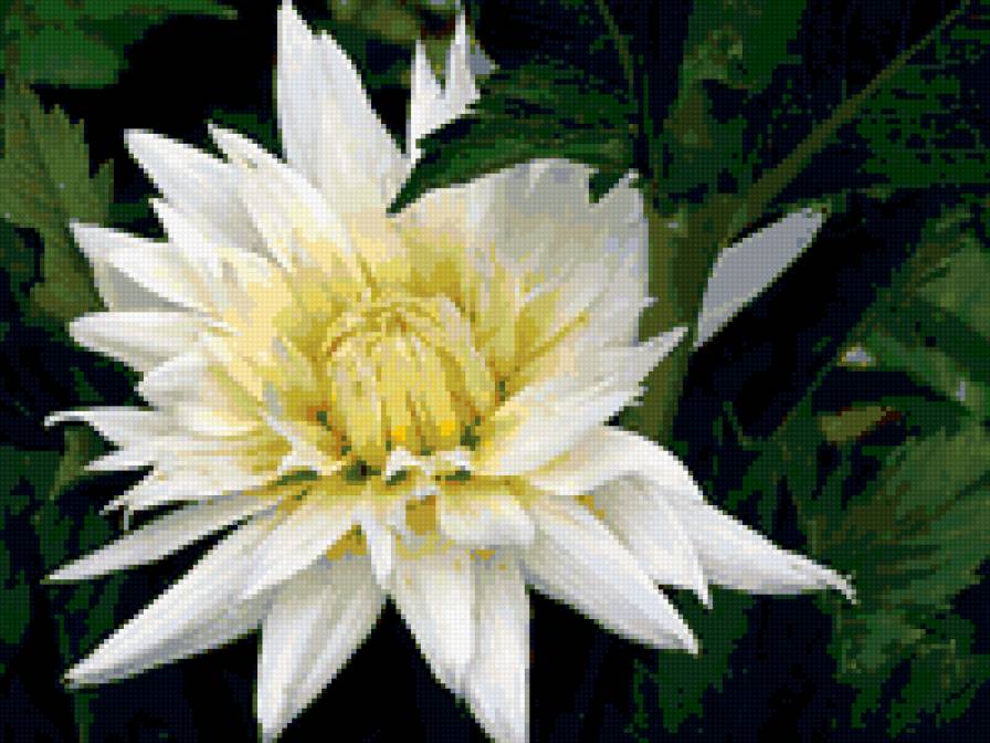 георгин - георгины, цветы - предпросмотр