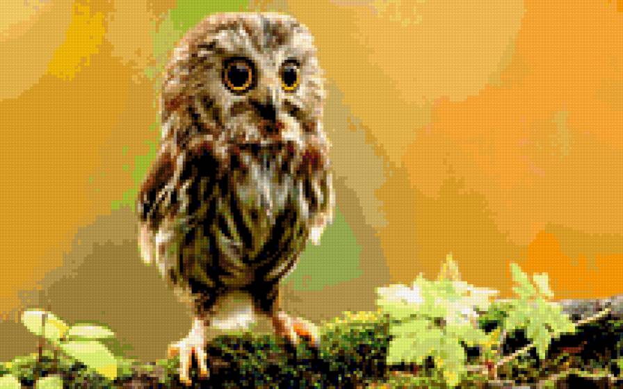 Сова - животные, сова - предпросмотр