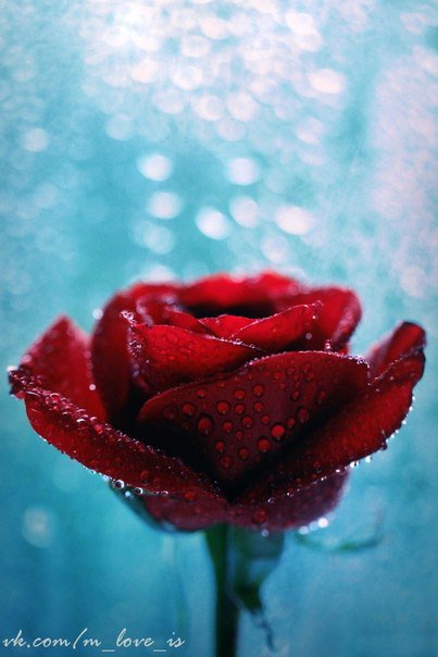 Роза - цветок, роза - оригинал