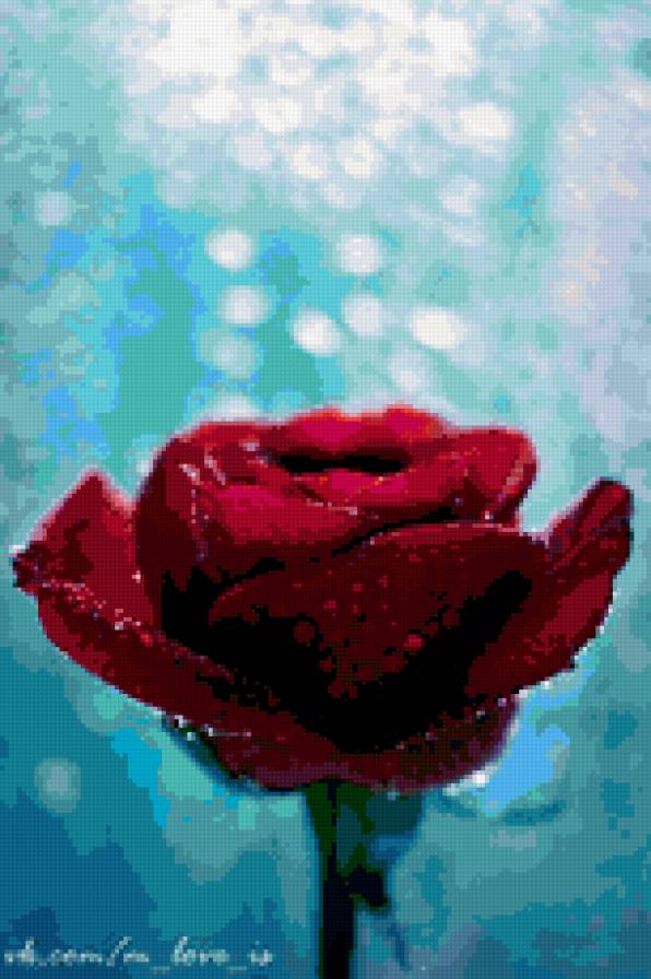 Роза - цветок, роза - предпросмотр