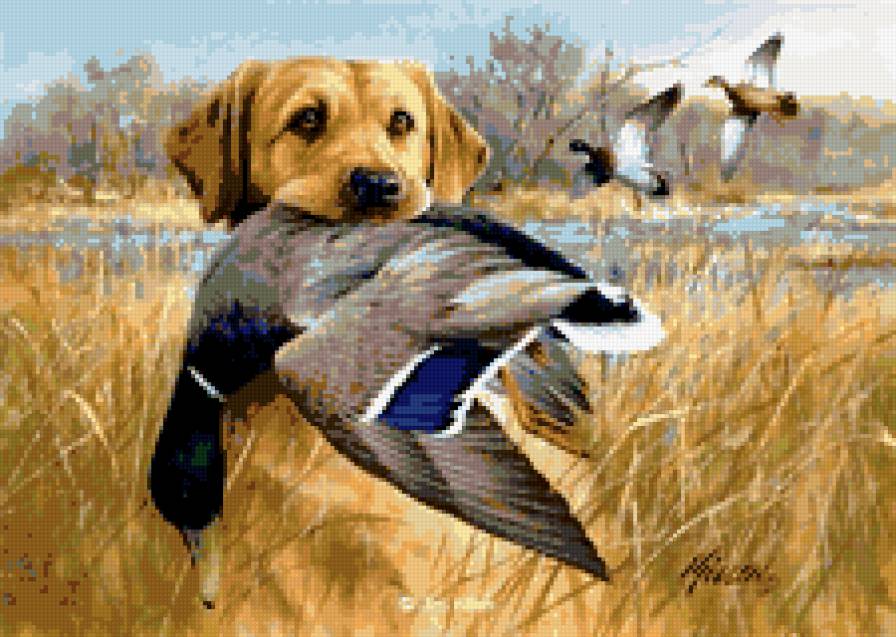 поймал!!! - собака, охота, утка - предпросмотр