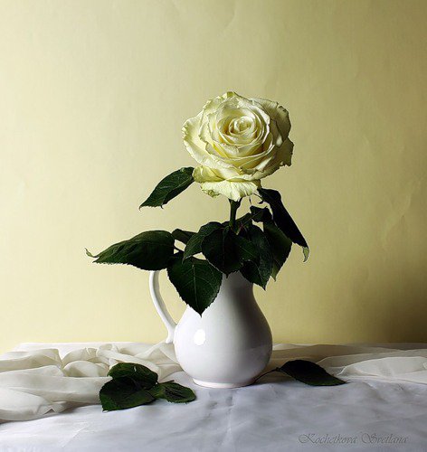 роза - натюрморт, букет, розы, цветы - оригинал
