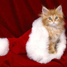 Схема вышивки «Котик»