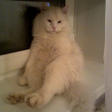 мой любимый Снежок