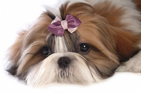 ши-тцу - собака, ши-тцу - оригинал