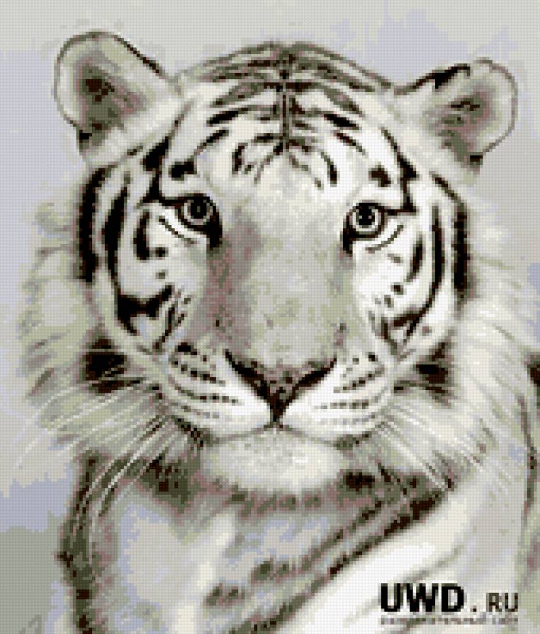 Белый тигр - тигр, белый тигр, хищник, животное - предпросмотр