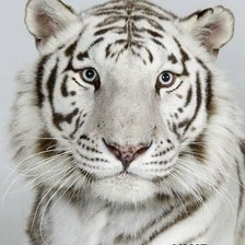 Оригинал схемы вышивки «Белый тигр» (№381878)