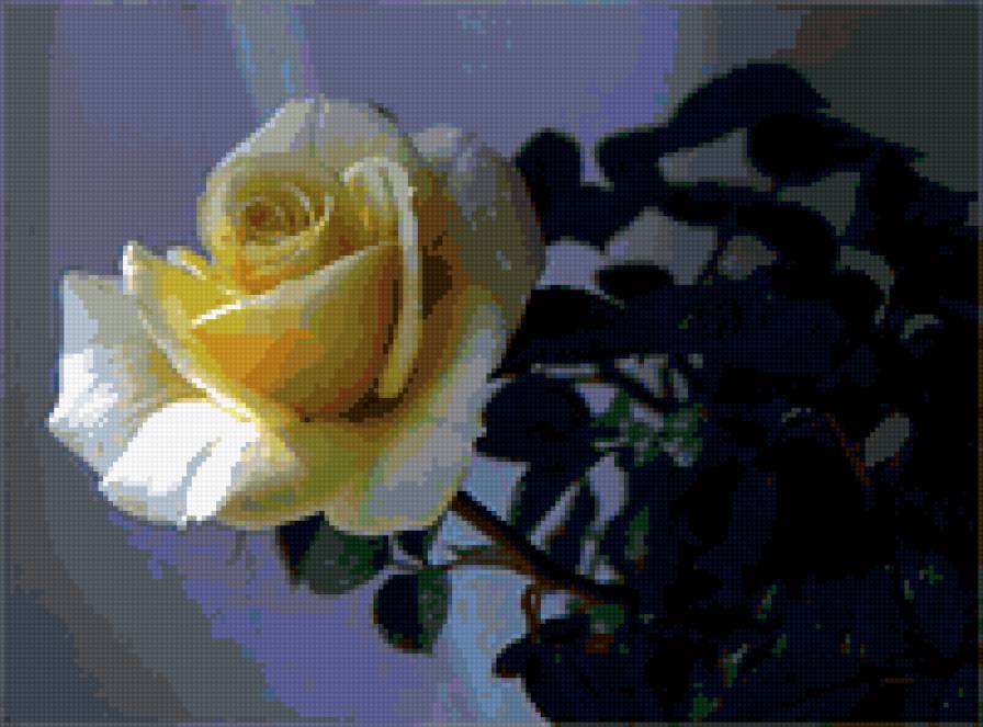 роза - розы, цветы, цветок, роза - предпросмотр