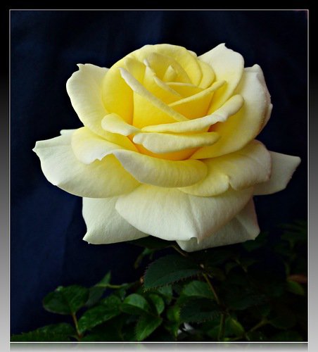 роза - цветы, розы, цветок, роза - оригинал