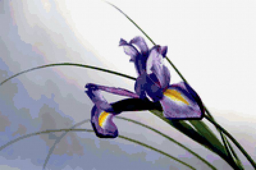 ирис - предпросмотр