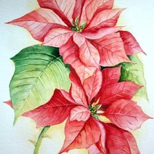 Схема вышивки «пуансеттия»