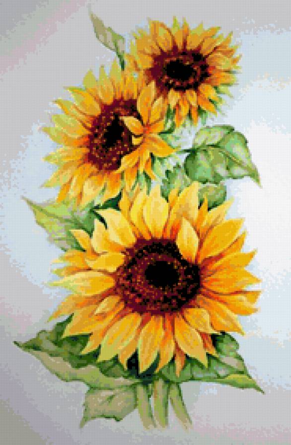 подсолнухи - предпросмотр