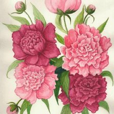 Схема вышивки «пионы»
