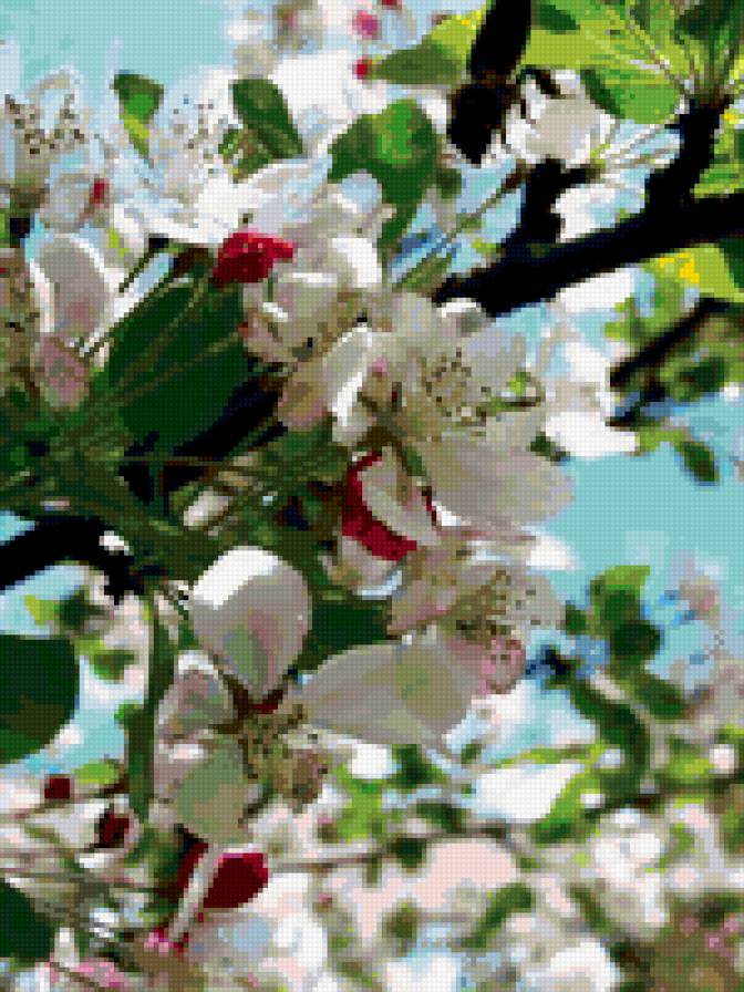 яблоневый цвет - предпросмотр