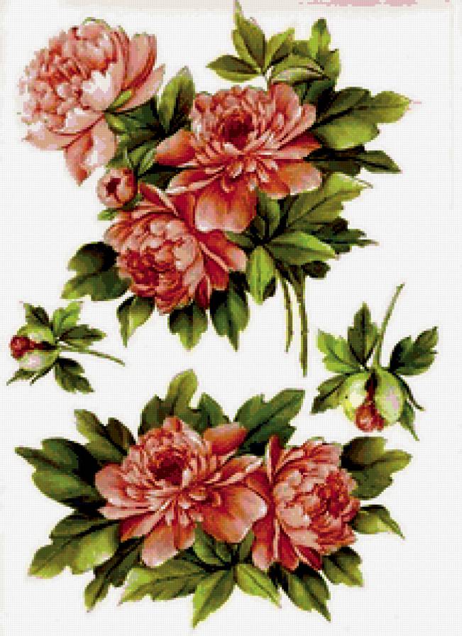 пионы - предпросмотр