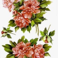 Схема вышивки «пионы»