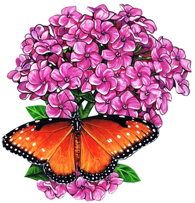Бабочка и цветы - цветок, бабочка, насекомые - оригинал