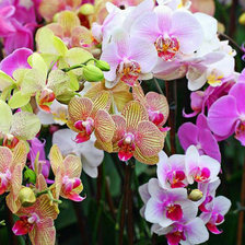 Схема вышивки «Орхидея»