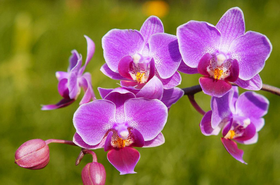 Орхидея - орхидея - оригинал
