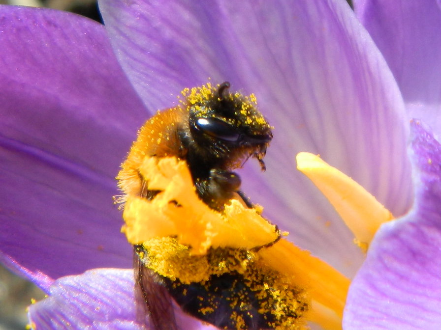 Пчелка - насекомые - оригинал