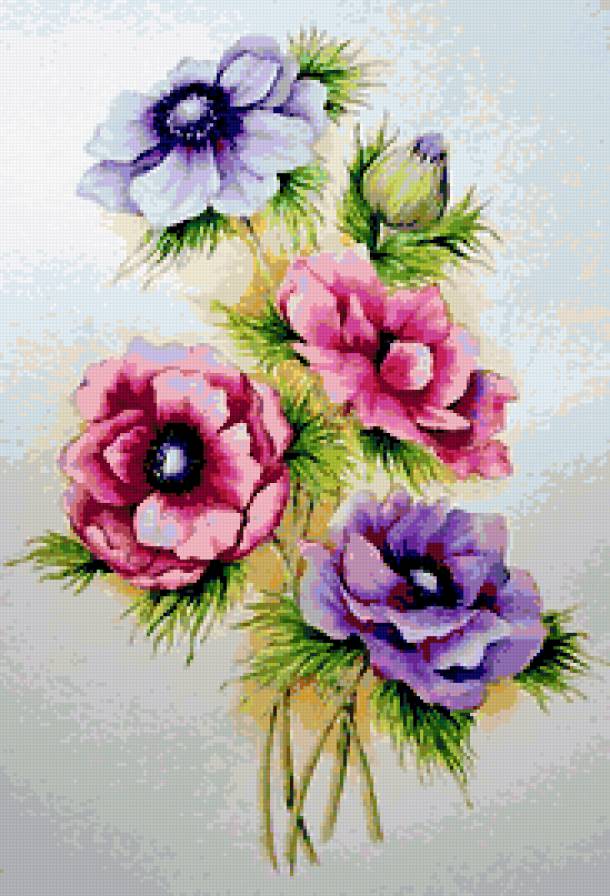 анемоны - предпросмотр