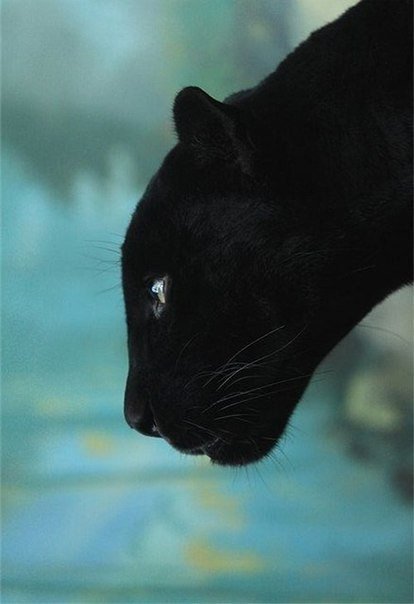 пантера - животные, глаза, черный кот, кот, кошки, пантера - оригинал