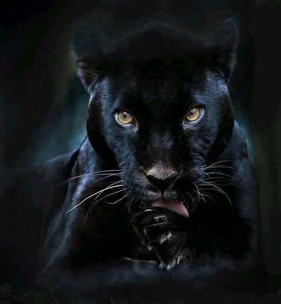 пантера - черный кот, глаза, кошка, животные, пантера, кошки, кот - оригинал
