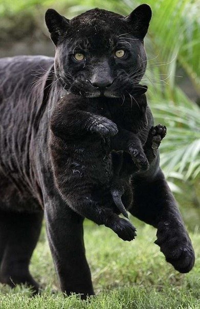 пантера - животные, глаза, мама, кот, черный кот, пантера, котенок, кошка, кошки - оригинал